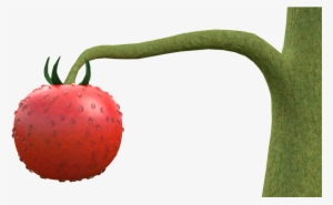 Tomato Plant Wip - Berry #1808884 Tomato Plant Wip - Berry #1808884