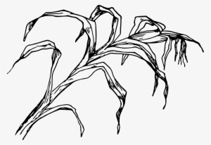 Cornfield Drawing Easy - Corn Leaf Clipart Black And White #1809319