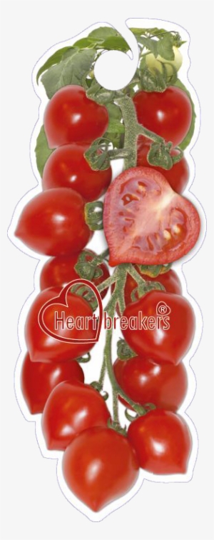 Click To Open Image Click To Open Image - Plum Tomato #1809415