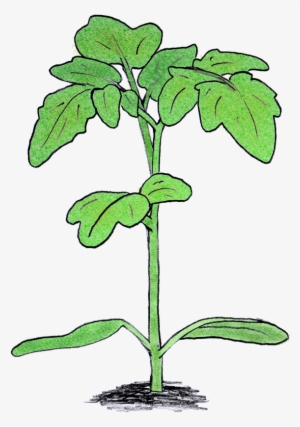 My Main Interest For The Past Decade Has Been In The - Tomato #1809570