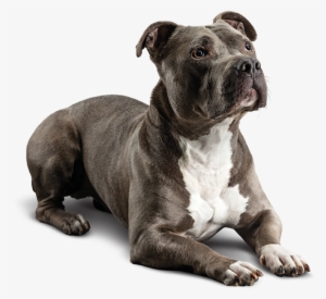 Dog - Diamond Care Sensitive Stomach Dog #1810442