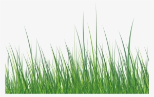 This Graphics Is Green Grass About Grass,roadside,ai,vector - Download #1810647