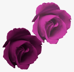 Rosa Morada Flor Png #1811308