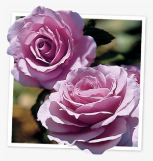 Fragrant Lavender Simplicity® - Fragrant Lavender Simplicity Hedge Rose #1811382