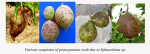 Fungal Leaf And Fruit Spots In Pomegranate - Pitaya #1811758
