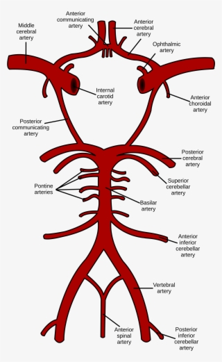 Circle Of Willis #1811999
