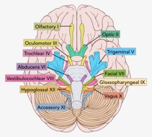 Figure 1 The Location Of The Cranial Nerves On The - Cranial Nerves Numbered #1812318