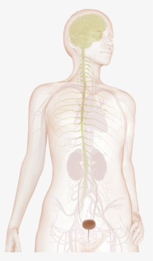 Brain-bladder Communication - Urinary Incontinence #1812336