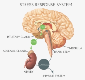 Outline Of The Control Of Glucocorticoid Secretion - Stress Hypothalamus #1812338
