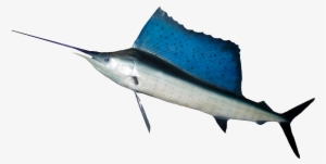 Ocean Fish Png Hd - Fish With Large Dorsal Fins #1813447