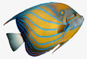 Angel Fish Png Download - Clipart Salt Water Fish #1813818