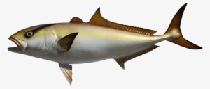 Amberjack Fish Png #1813989