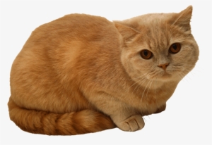 Free Png Sitting Cat Png Png Images Transparent - Sitting Cat Png #1815654