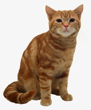 American Short Hair Cat #1815756