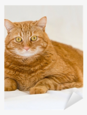 Orange Cat Tile Coaster #1816016