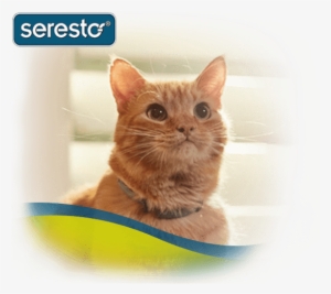 Seresto Flea & Tick Collar On Orange Cat - Cat #1816433
