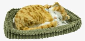 Perfact Petz Orange Tabby Kitten - Cat Grabs Treat #1816510