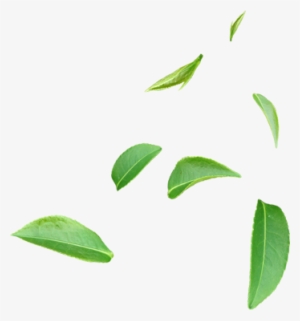 Codeine Online Price For Promethazine How Do I Buy - Tea #1816934