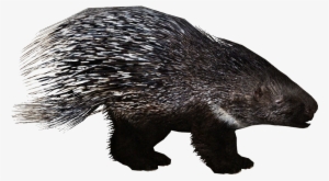 European Porcupine Additional Variants 2 - Zoo Tycoon 2 Porcupine #1817962