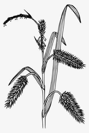This Free Icons Png Design Of Porcupine Sedge #1818467