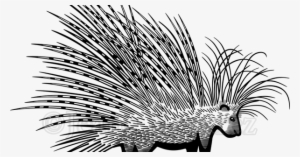 Cape Porcupine #1818565 Cape Porcupine #1818565