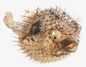 Porcupine Blowfish 19-21" #1818683