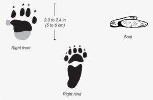 Crested Porcupine Tracks - Porcupine Tracks #1818833