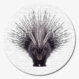 Porcupine Web Design - Beautiful Porcupine #1818974