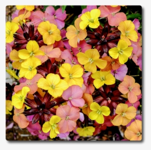 Erysimum Tropical Sunset #1820254