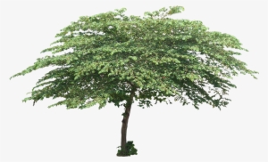 Cherry Tree Cut Out, Tree Planting, Trees To Plant, - Tree Png #1820373 Cherry Tree Cut Out, Tree Planting, Trees To Plant, - Tree Png #1820373