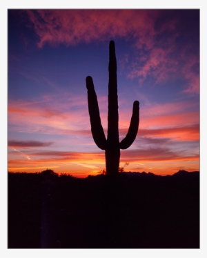 Saguaro At Sunset - Sunset #1820612