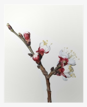 Province Of Ragusa #1820639