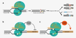 1 Schematic Diagram Showing How Crispr/cas9 System - Cas9 #1820821