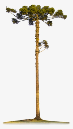 Araucarias-big - Papel Pinheiro #1821812