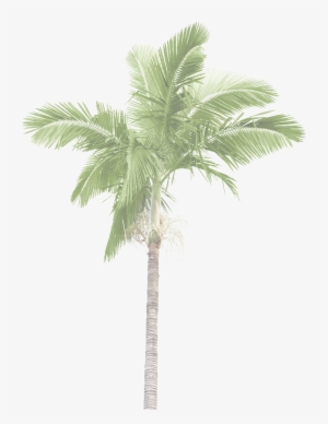 Jr Palm Tree 54opacity #1821847