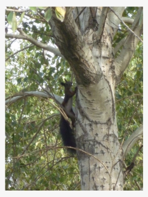 The Horqin Desert Project Is Just A Part Of Our Worldwide - Pond Pine #1821982