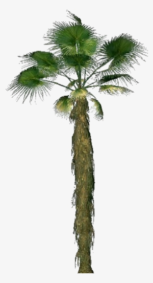 Washingtonia Filifera - California Palm #1822159