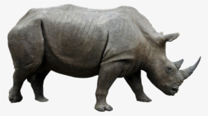Rhino Png Hd - Rhinoceros Png #1830900