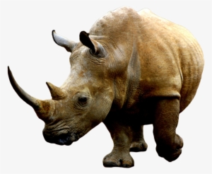 Rhino Png - Rhino Transparent Hd #1830957
