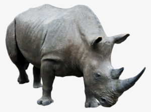 Rhino Png Transparent Image - Rhino Png #1830986