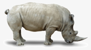 Rhino Png - Northern White Rhino Png #1831013