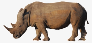 Rhino Freigestellt Martin Wegmann - Rhinoceros #1831192