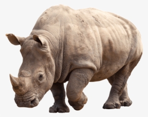 Paws 4 Africa Rhino - Carson Springs Wildlife Conservation Foundation #1831356