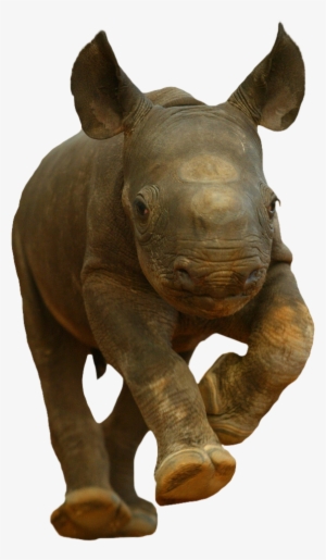 Animalbaby Rhino - Rhino Kitten #1831802
