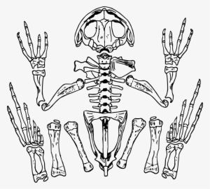 Download Png - Frog Skeleton Transparent Background #1832719