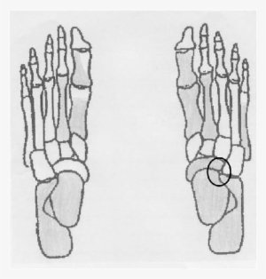 Preserved Foot Bones Of The Female Skeleton Labeled - Sketch #1832826