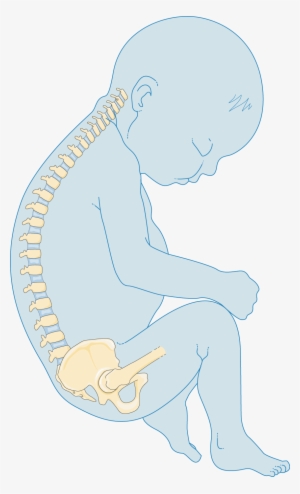 Download The Image Download The Entire Set - Bone #1832912