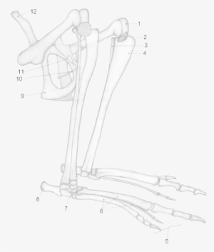 Macropus Major Hind Legs - Marsupial Bone #1832987