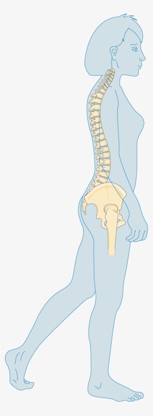 Adulte - Osteoporosis #1833090