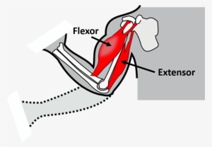 All Skeletal Systems Rely On Pairs Of Muscles To Move - Portable Network Graphics #1833205
